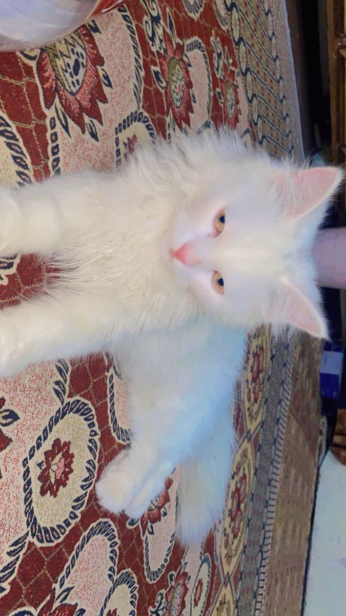 Persian White Cat For Sale — photo 1 of 3