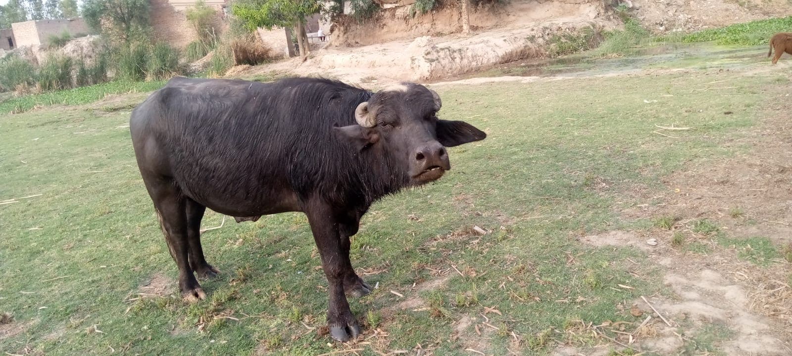 Buffalo for sell — photo 1 of 2