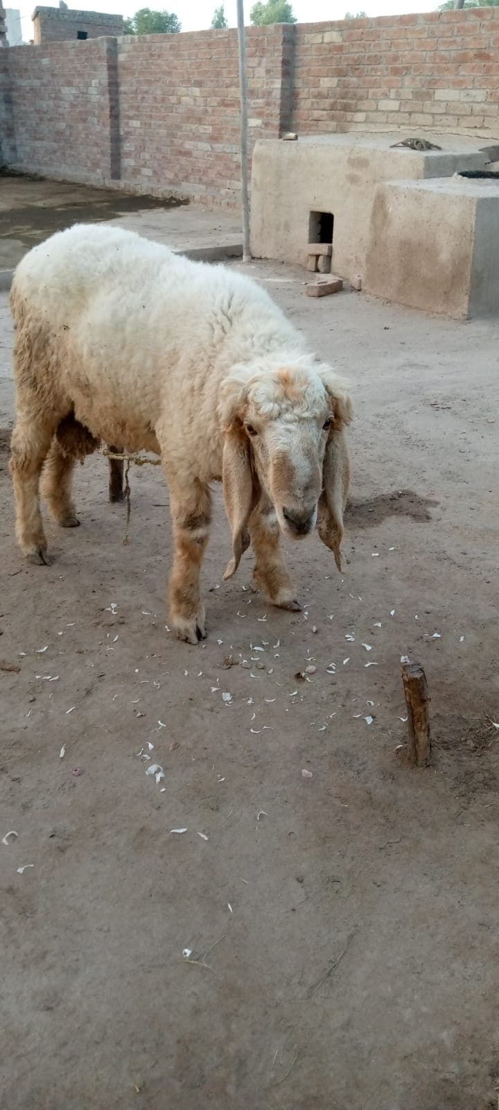 Sheeps sell for qurbani — photo 1 of 3