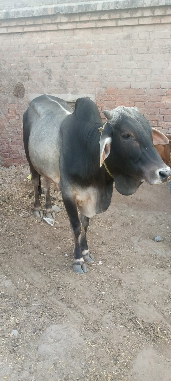 Bail for sell qurbani — photo 1 of 2