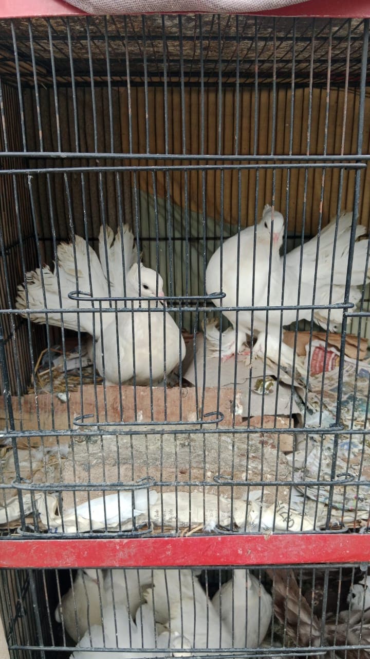 Indian Fantail Lucky Pigeon Breeder Pair for Sale — photo 1 of 1
